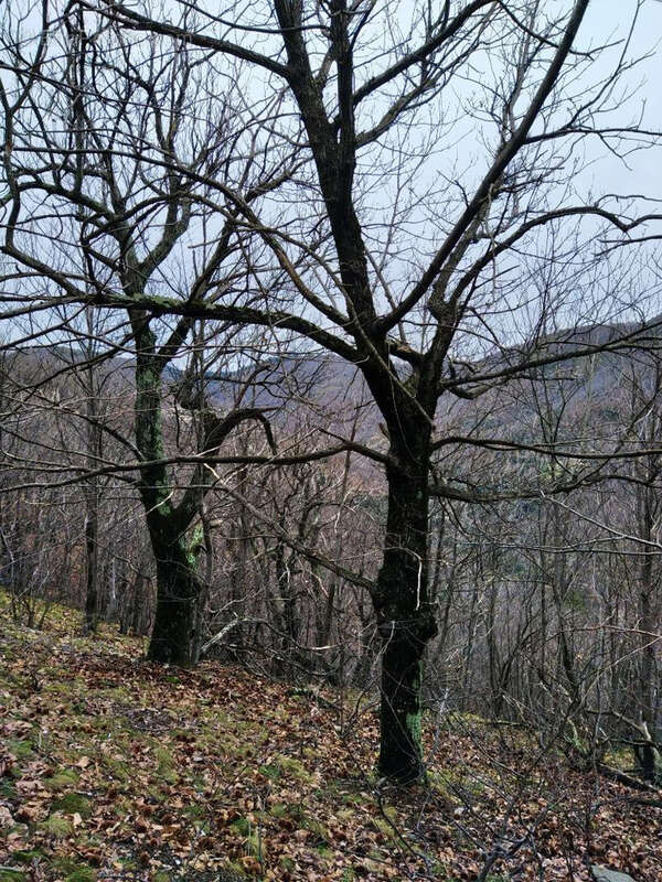 Terrain à LES VANS