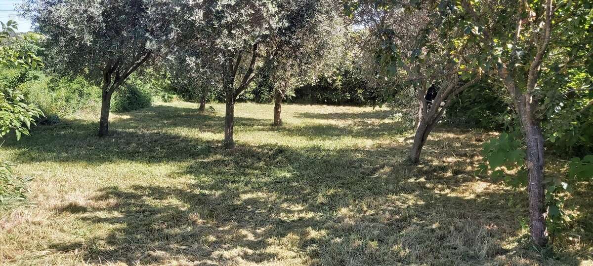 Terrain plat de 2300 M² - Les Oliviers - Maison à ARPAILLARGUES-ET-AUREILLAC