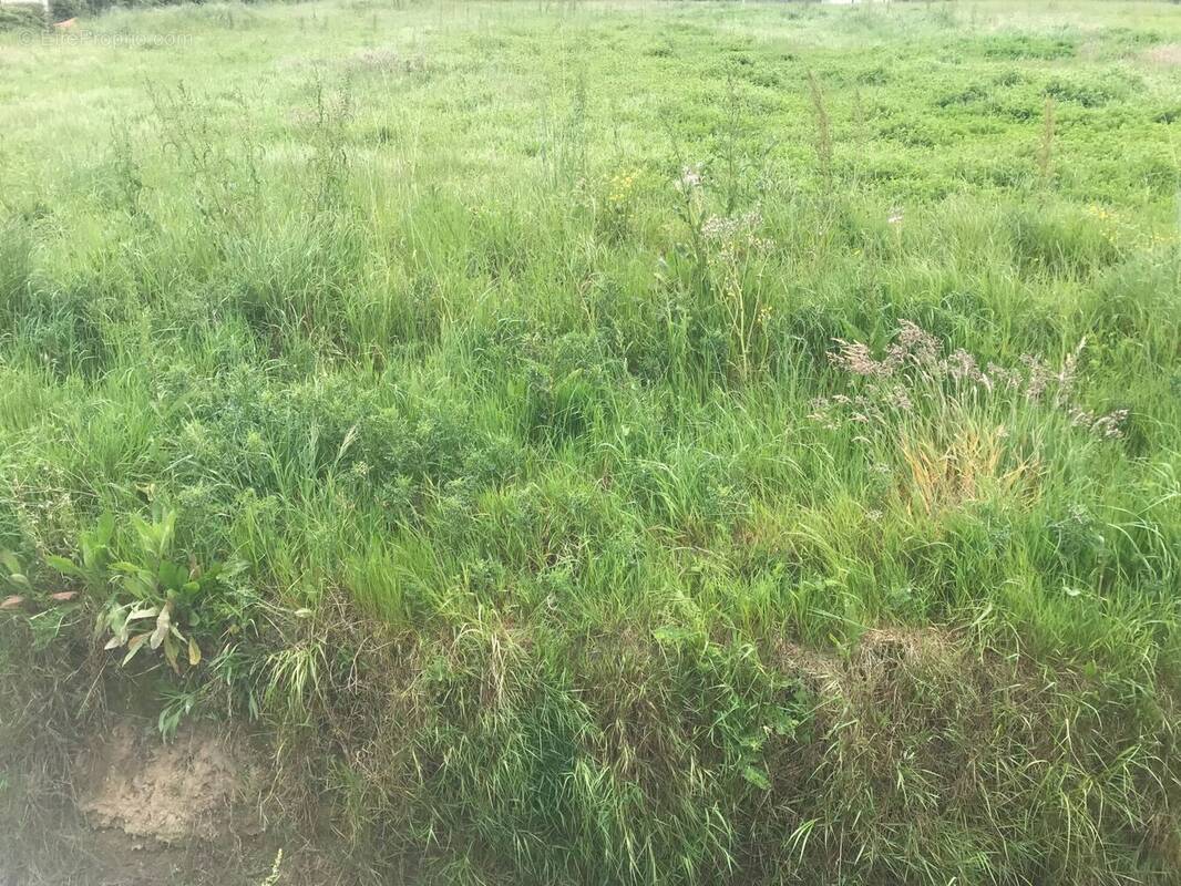 Terrain à GUERANDE