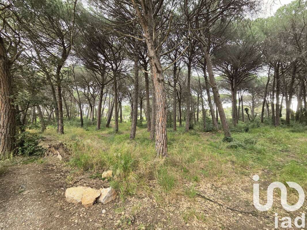 Photo 3 - Terrain à PUGET-SUR-ARGENS