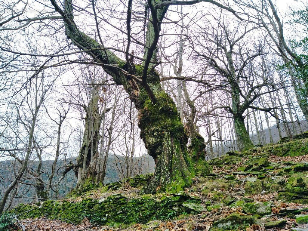 Terrain à LES VANS