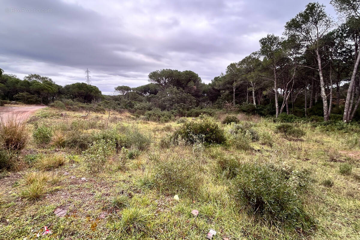 Terrain à PUGET-SUR-ARGENS