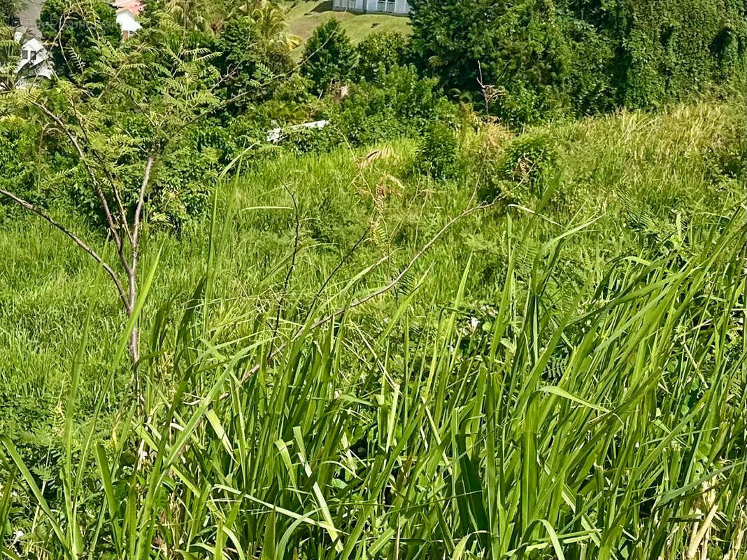 Terrain à LA TRINITE
