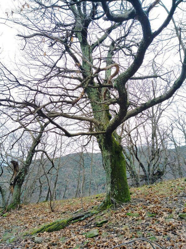 Terrain à LES VANS