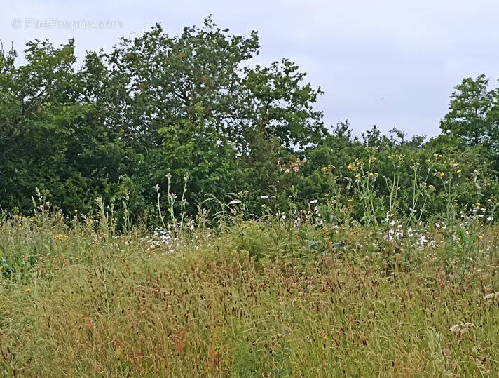 Terrain à ANDILLY