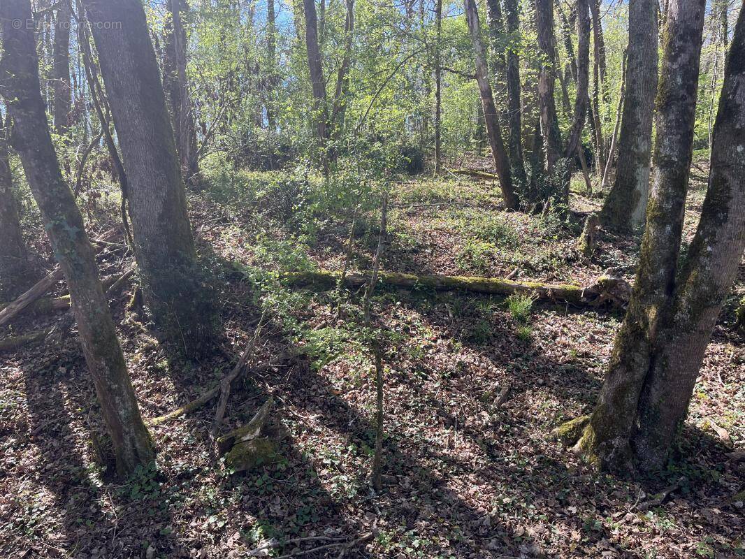 Terrain à PUYMIROL