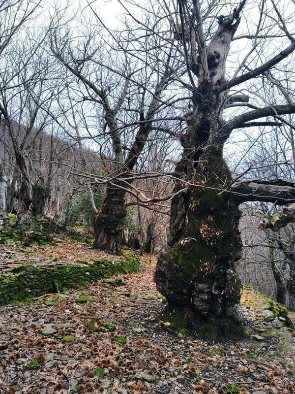 Terrain à LES VANS