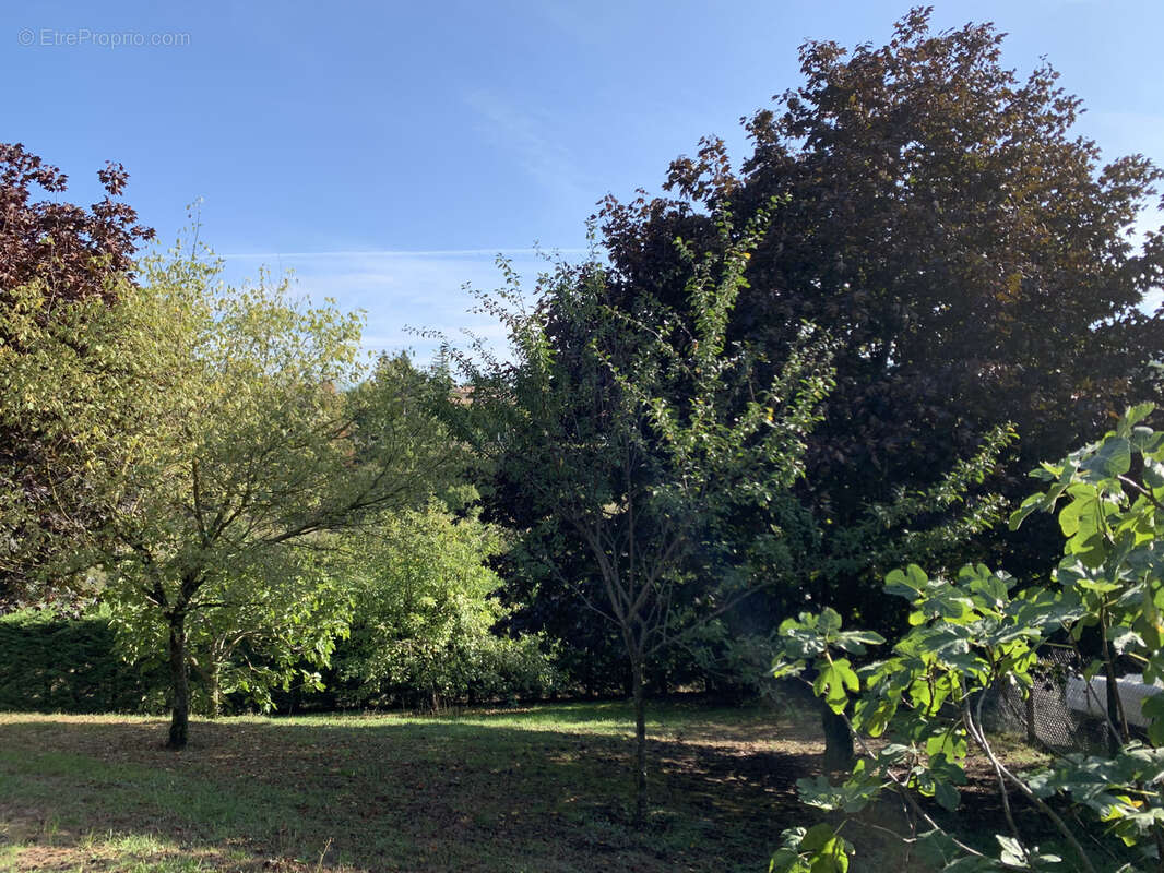 Terrain à LISSIEU
