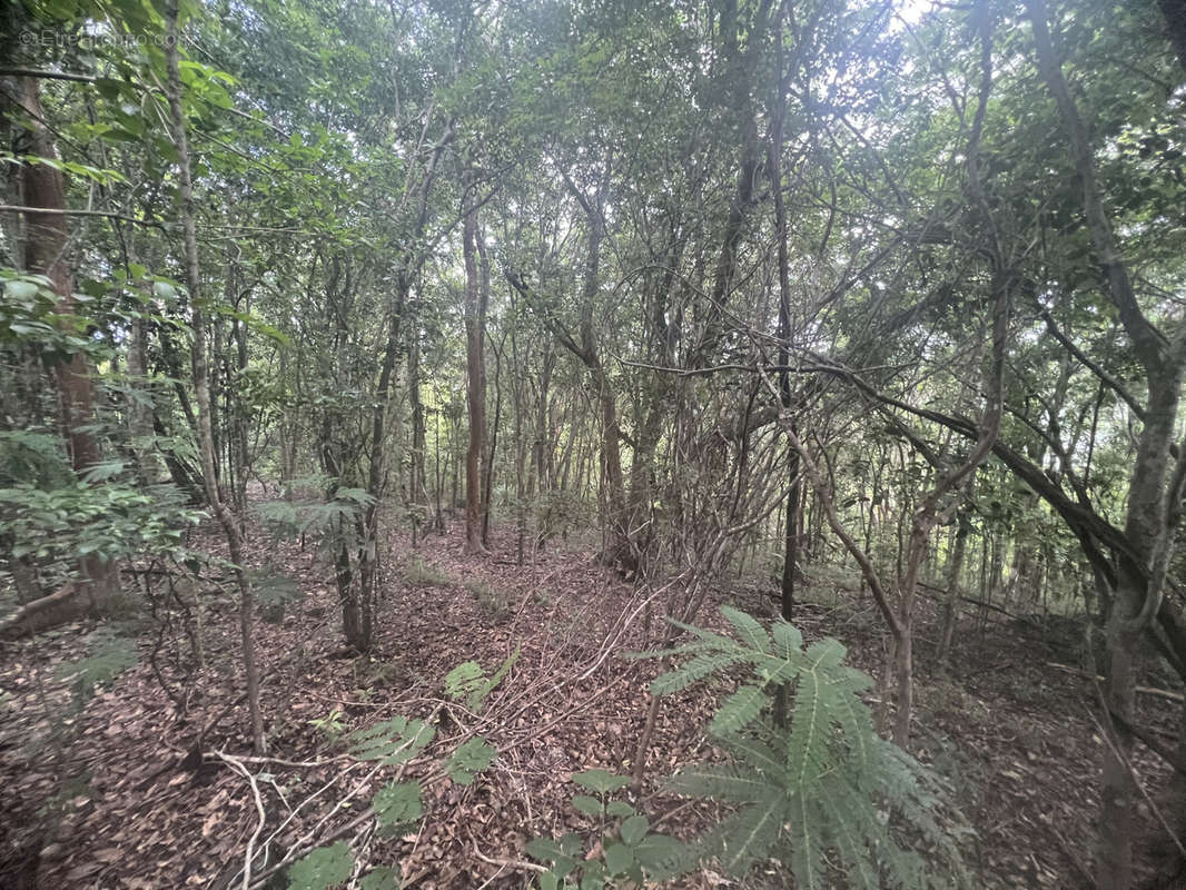 Terrain à DESHAIES