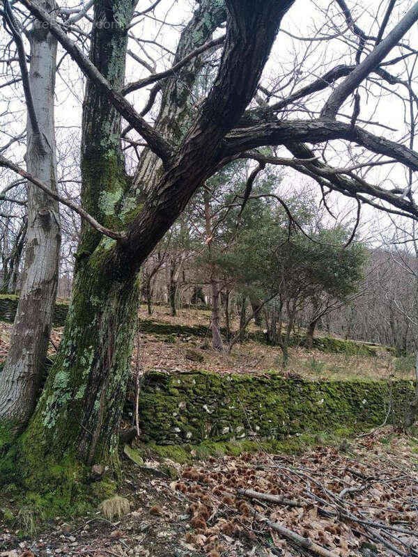 Terrain à LES VANS