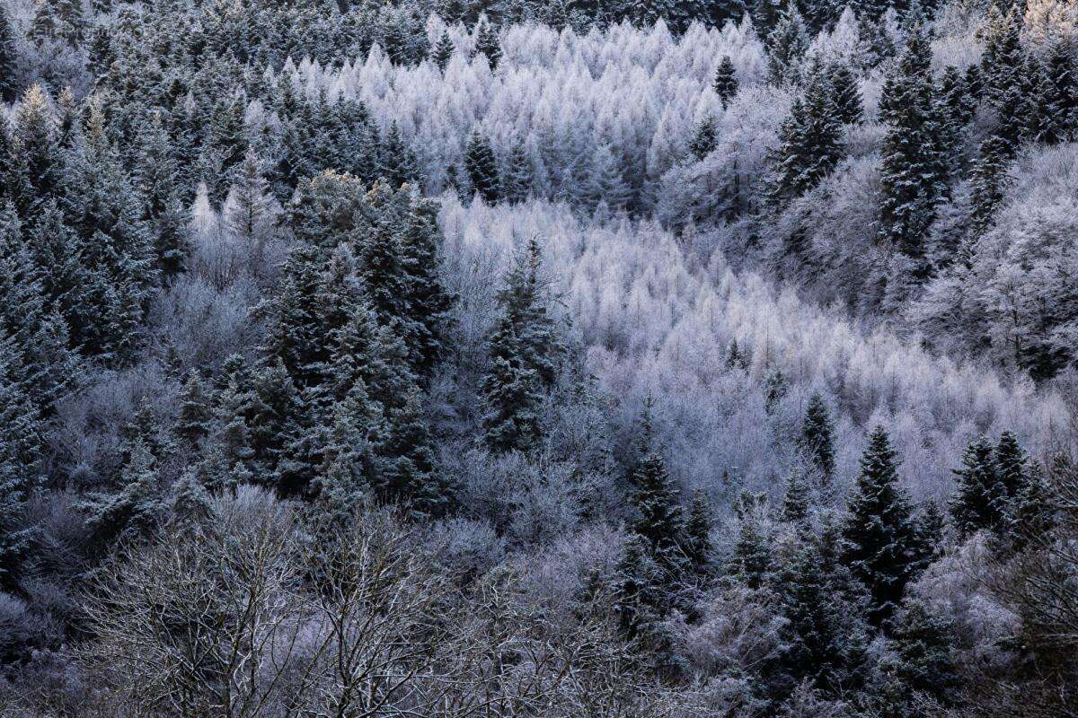 Terrain à TARARE