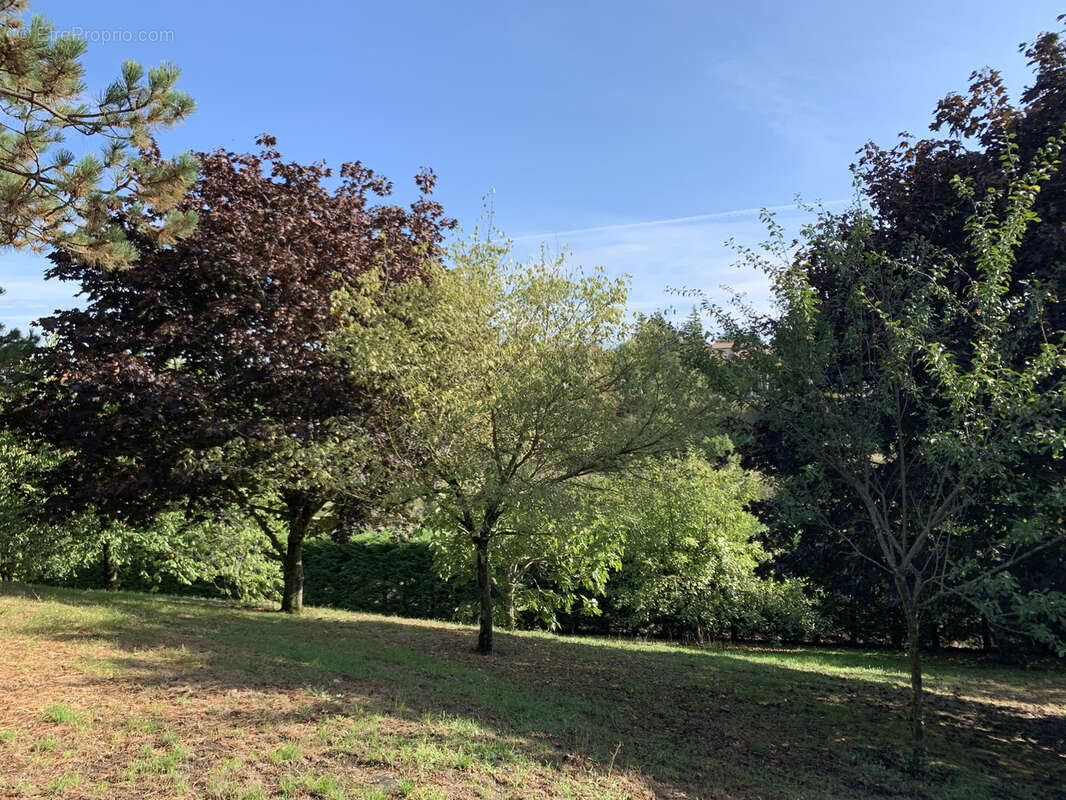 Terrain à LISSIEU