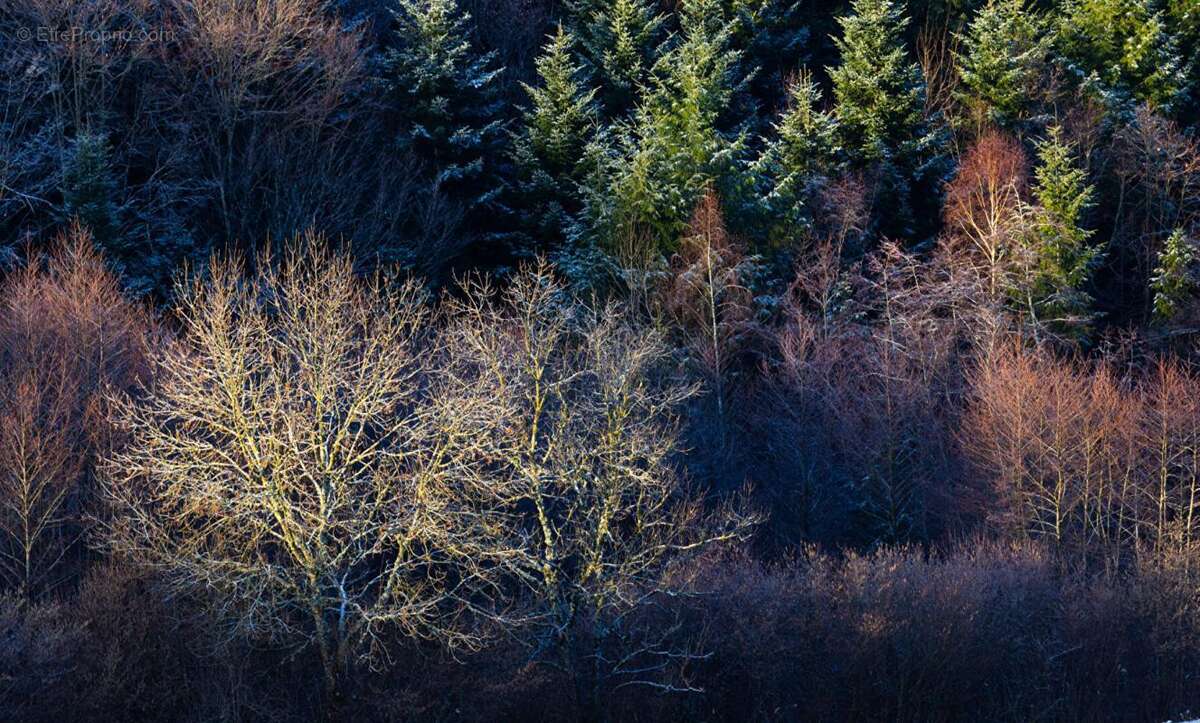 Terrain à TARARE